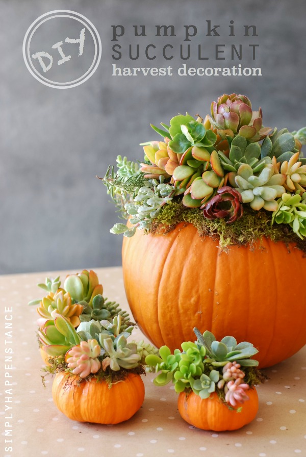 Fall decorating ideas with succulent pumpkins.