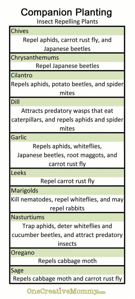 Companion-Planting-Insect-Repelling-Plants-450x993